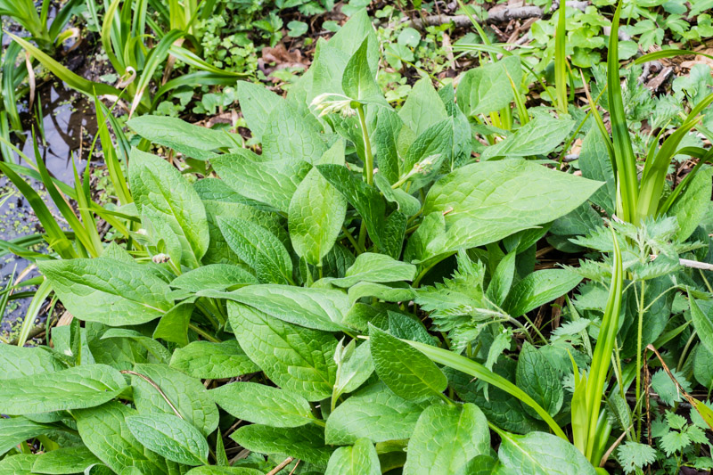 Symphytum bulbosum?  S !